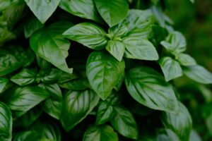 basil representing a Christmas tradition in Greece