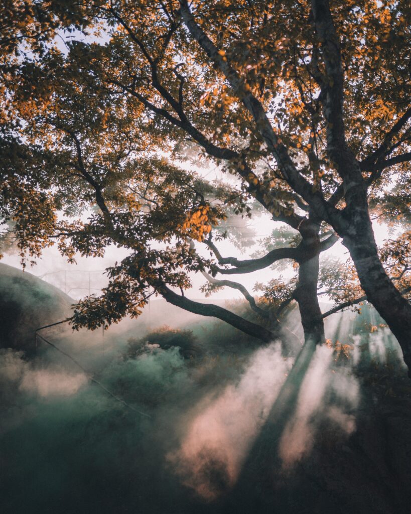 Sunlight filters through a Swedish forest at dawn